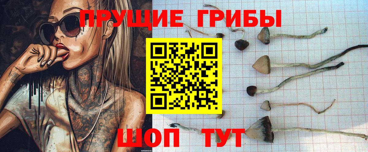 Энгельс  Псилоцибиновые грибы прущие грибы  Вход с VPN 