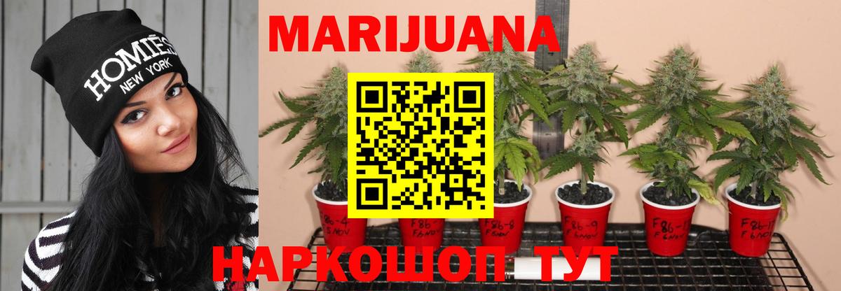 Бошки Шишки ГИДРОПОН  Бошки Шишки планчик  Конопля гибрид  Энгельс  Вход с VPN 